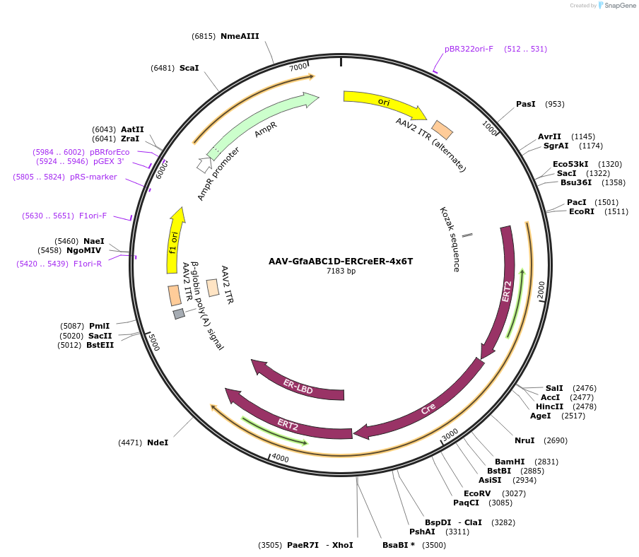 196411-plasmid-map-sequence-id-385154