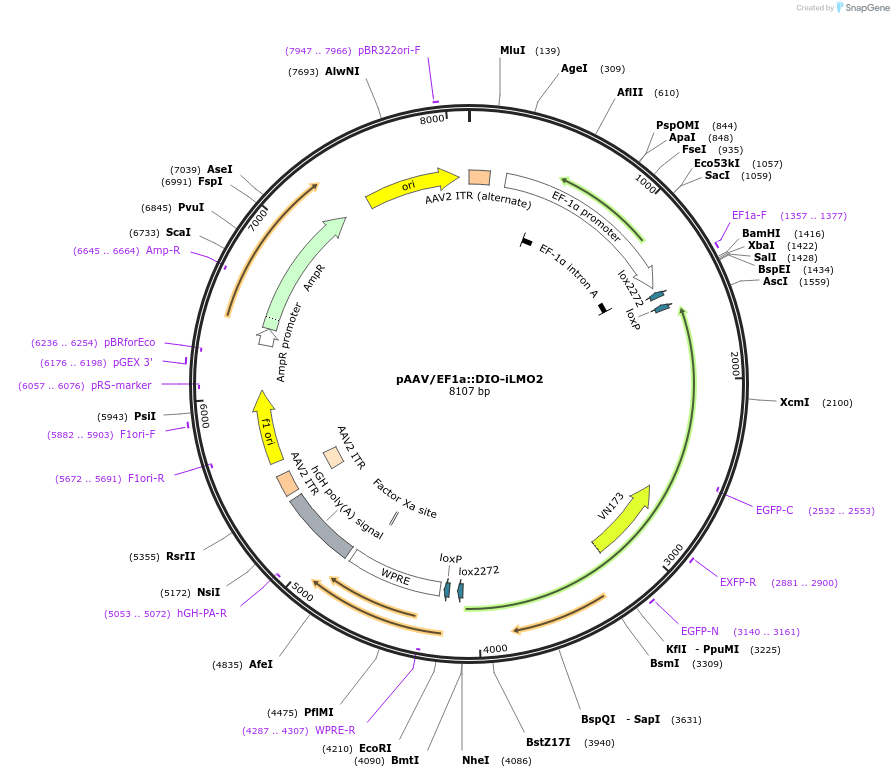 129482-plasmid-map-sequence-id-385176