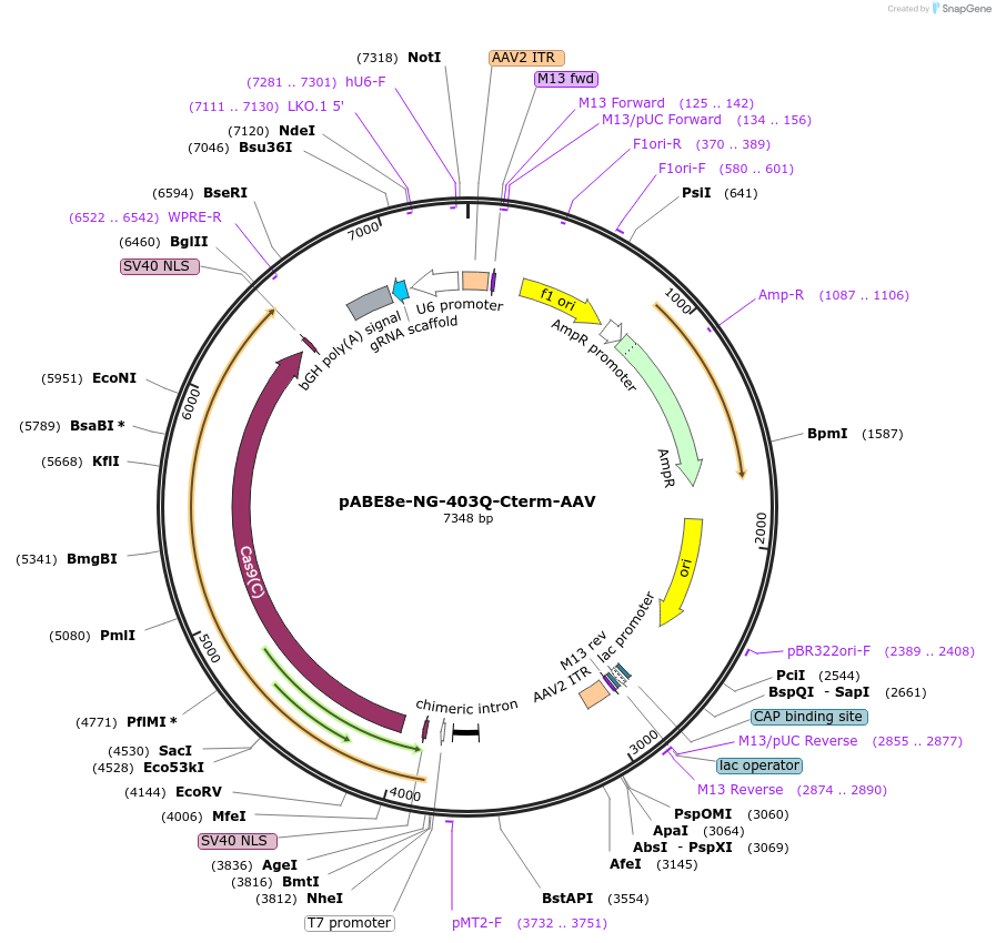 194652-plasmid-map-sequence-id-385198