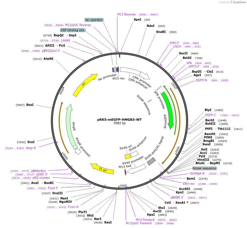 194564-plasmid-map-sequence-id-385201