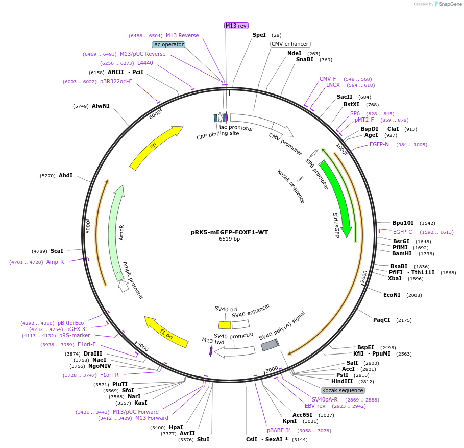 194568-plasmid-map-sequence-id-385202