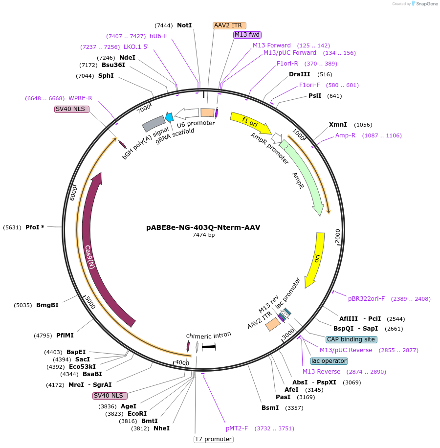 194651-plasmid-map-sequence-id-385203
