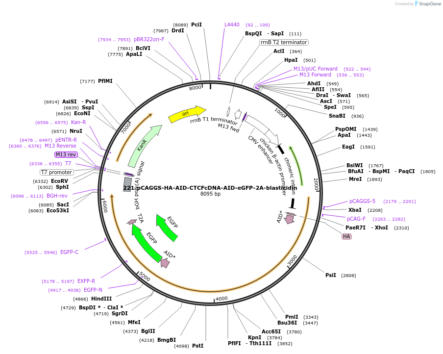 195101-plasmid-map-sequence-id-385205
