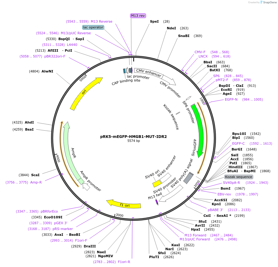 194552-plasmid-map-sequence-id-385206