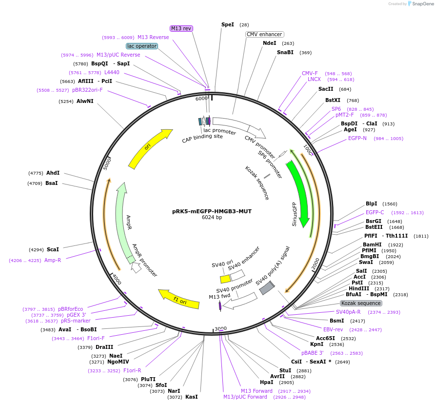 194565-plasmid-map-sequence-id-385207