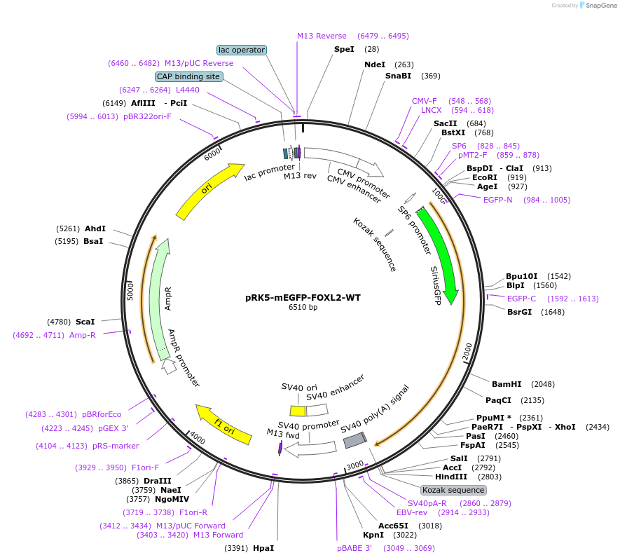 194584-plasmid-map-sequence-id-385208