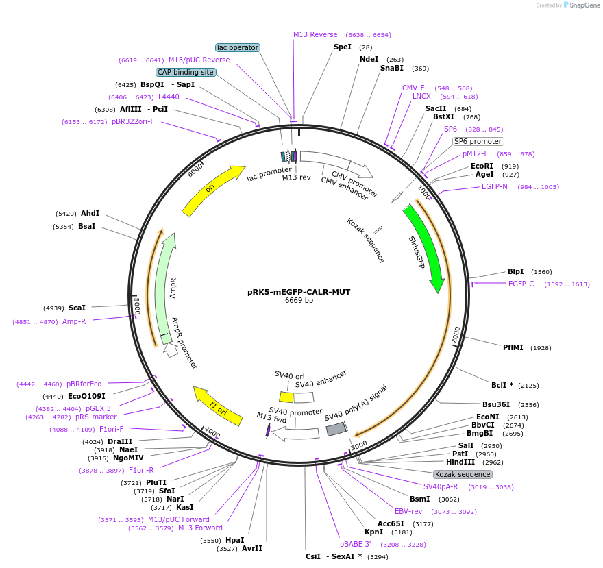 194579-plasmid-map-sequence-id-385209