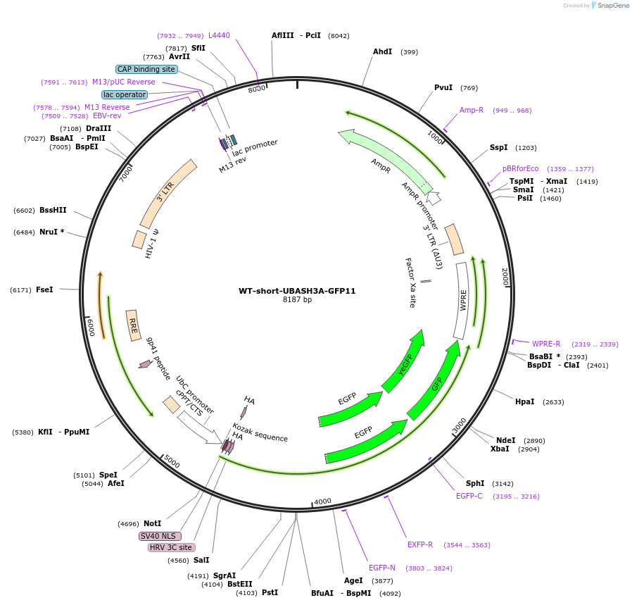 195385-plasmid-map-sequence-id-385211