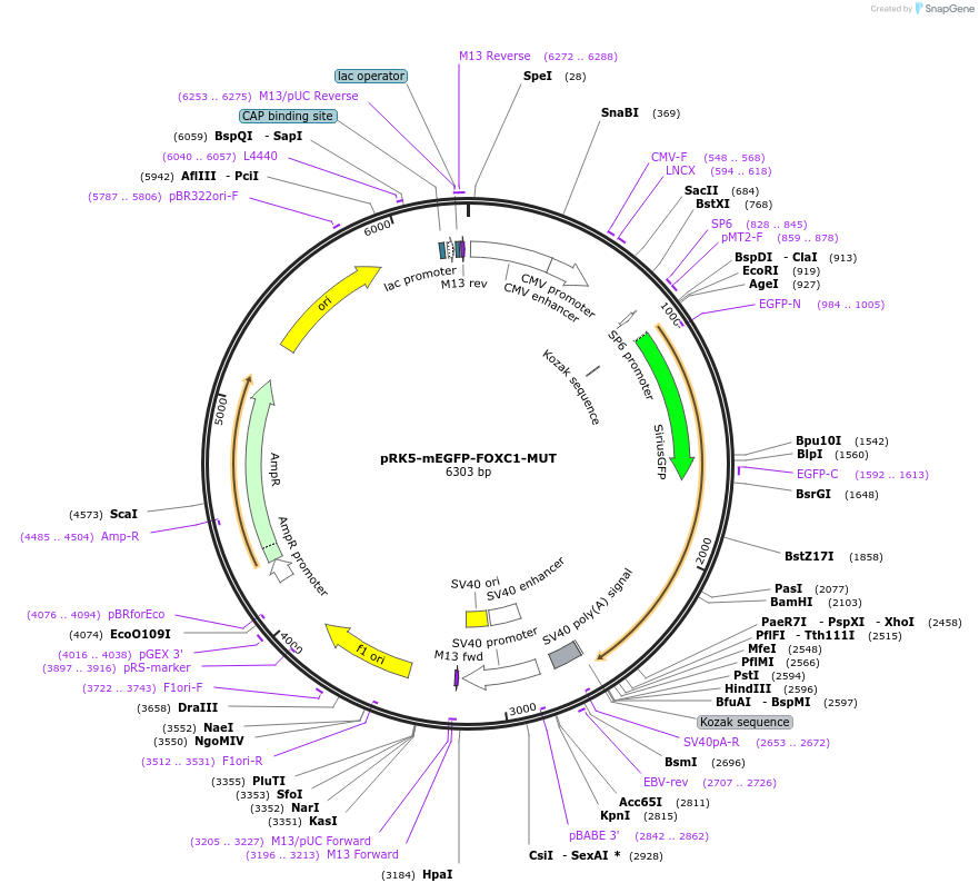 194567-plasmid-map-sequence-id-385228