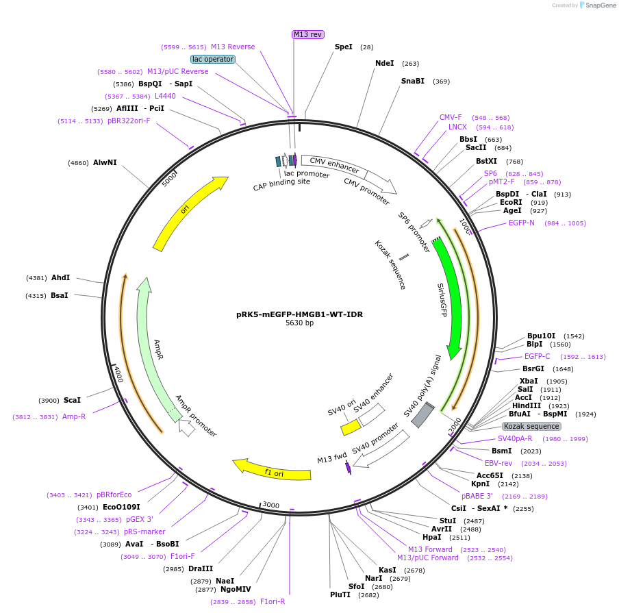 194549-plasmid-map-sequence-id-385231