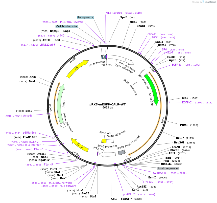 194578-plasmid-map-sequence-id-385234