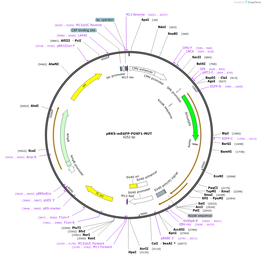 194569-plasmid-map-sequence-id-385235
