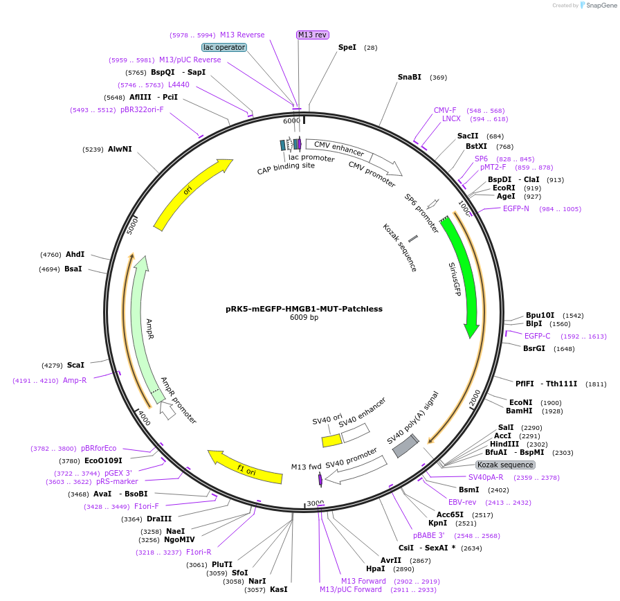 194553-plasmid-map-sequence-id-385236