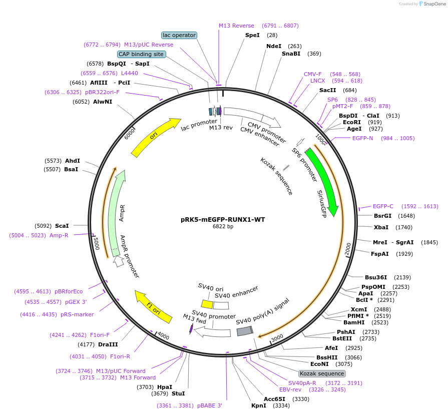 194574-plasmid-map-sequence-id-385237