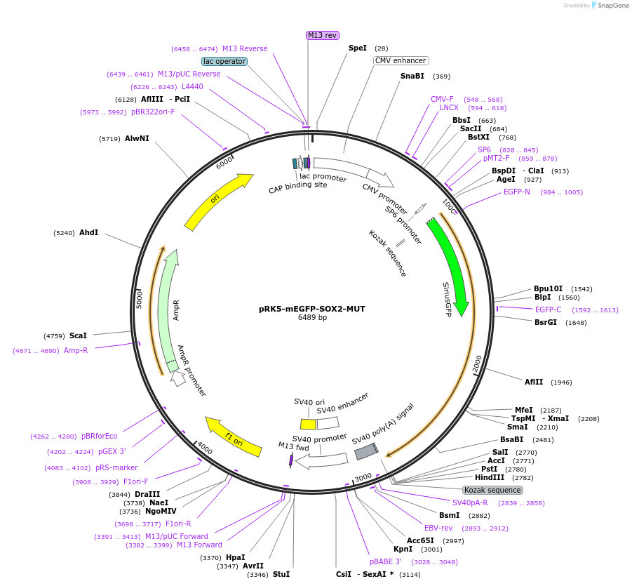 194581-plasmid-map-sequence-id-385238