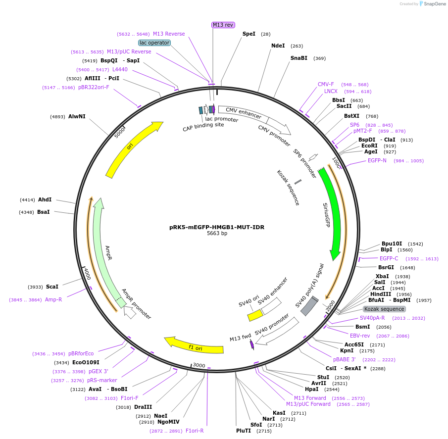 194551-plasmid-map-sequence-id-385239