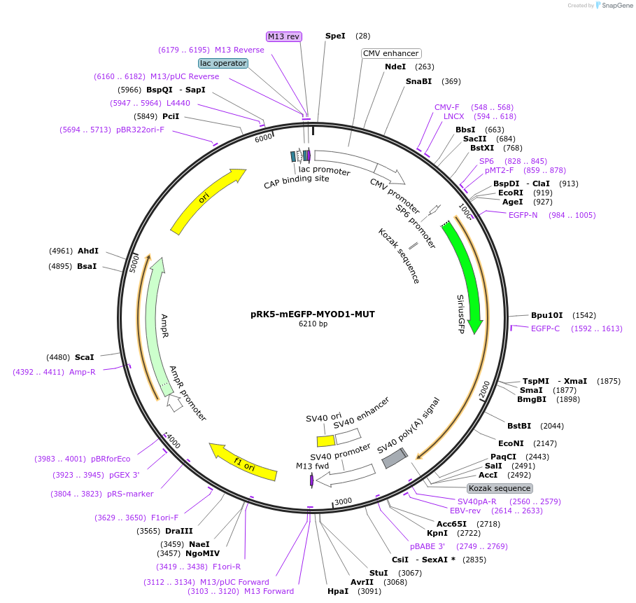 194571-plasmid-map-sequence-id-385240