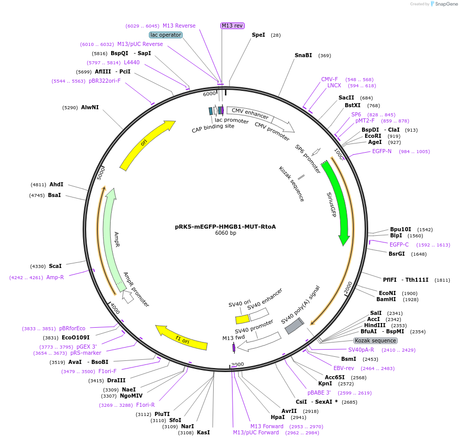 194557-plasmid-map-sequence-id-385241