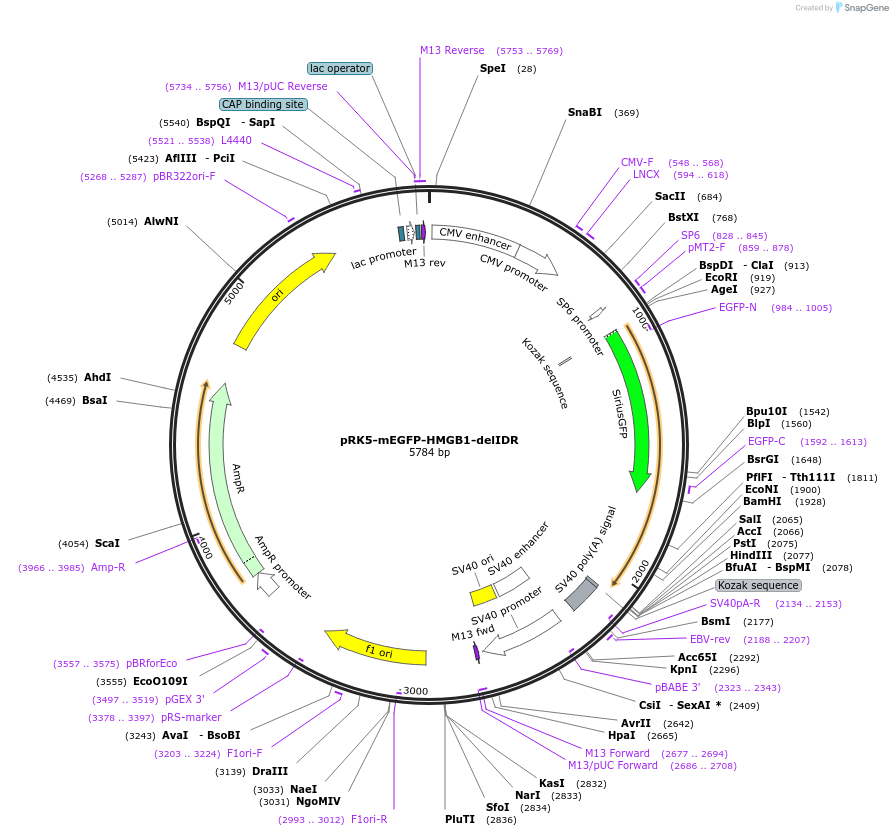194554-plasmid-map-sequence-id-385243
