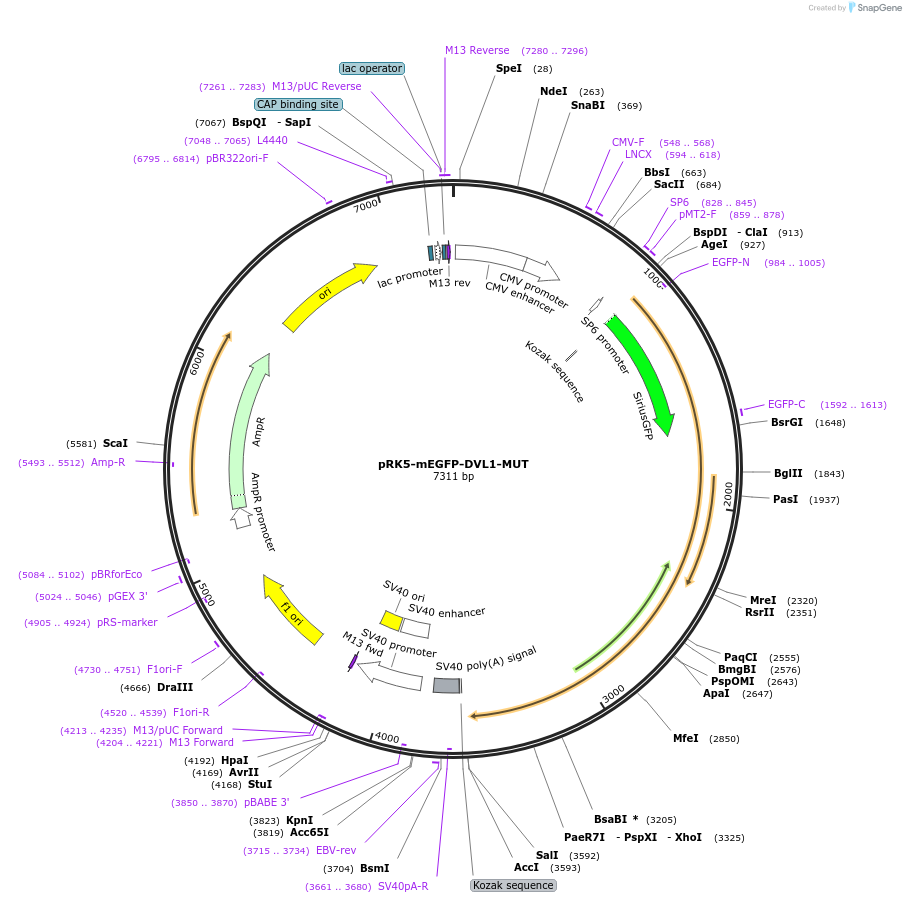 194587-plasmid-map-sequence-id-385244