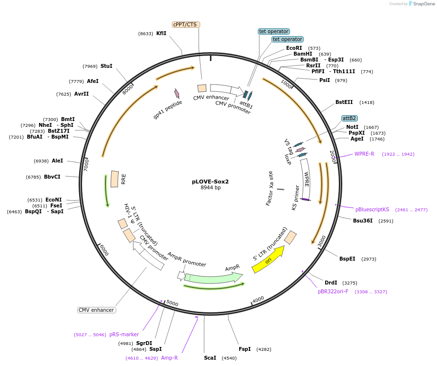 15953-plasmid-map-sequence-id-385247