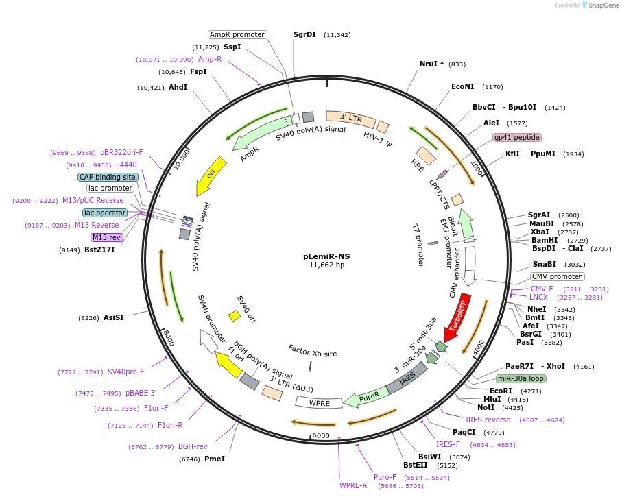 32809-plasmid-map-sequence-id-38525