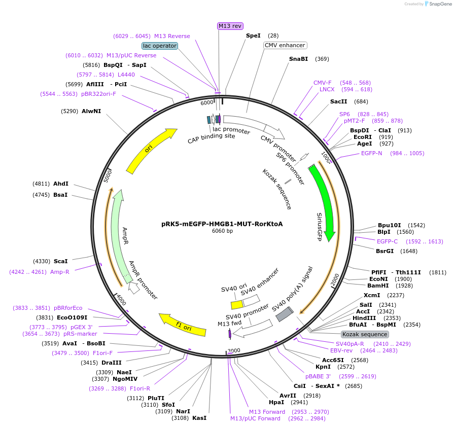 194558-plasmid-map-sequence-id-385250