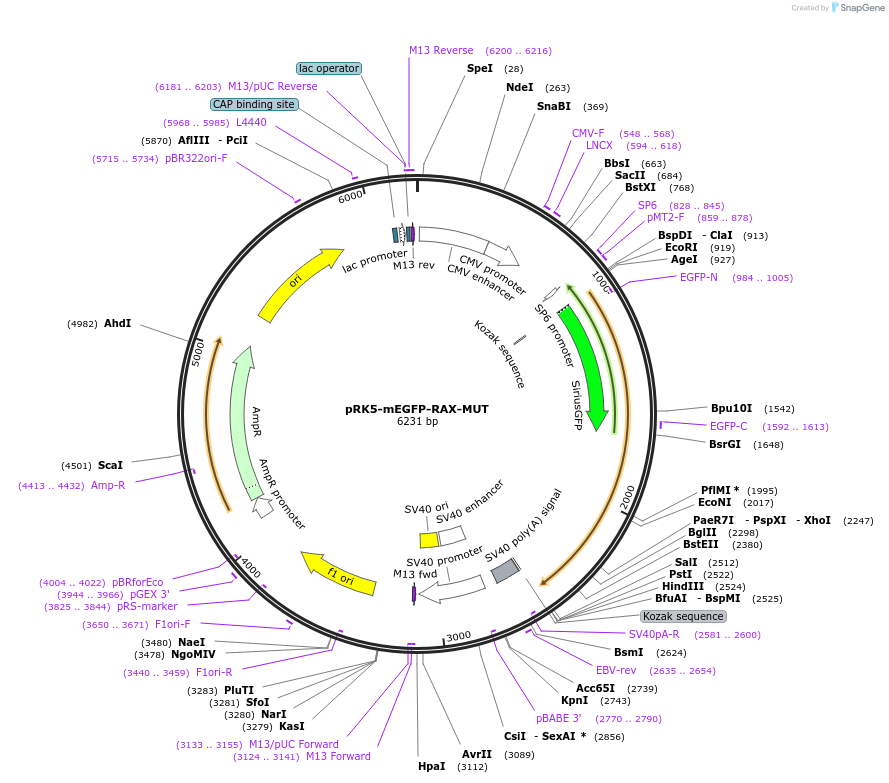 194573-plasmid-map-sequence-id-385254