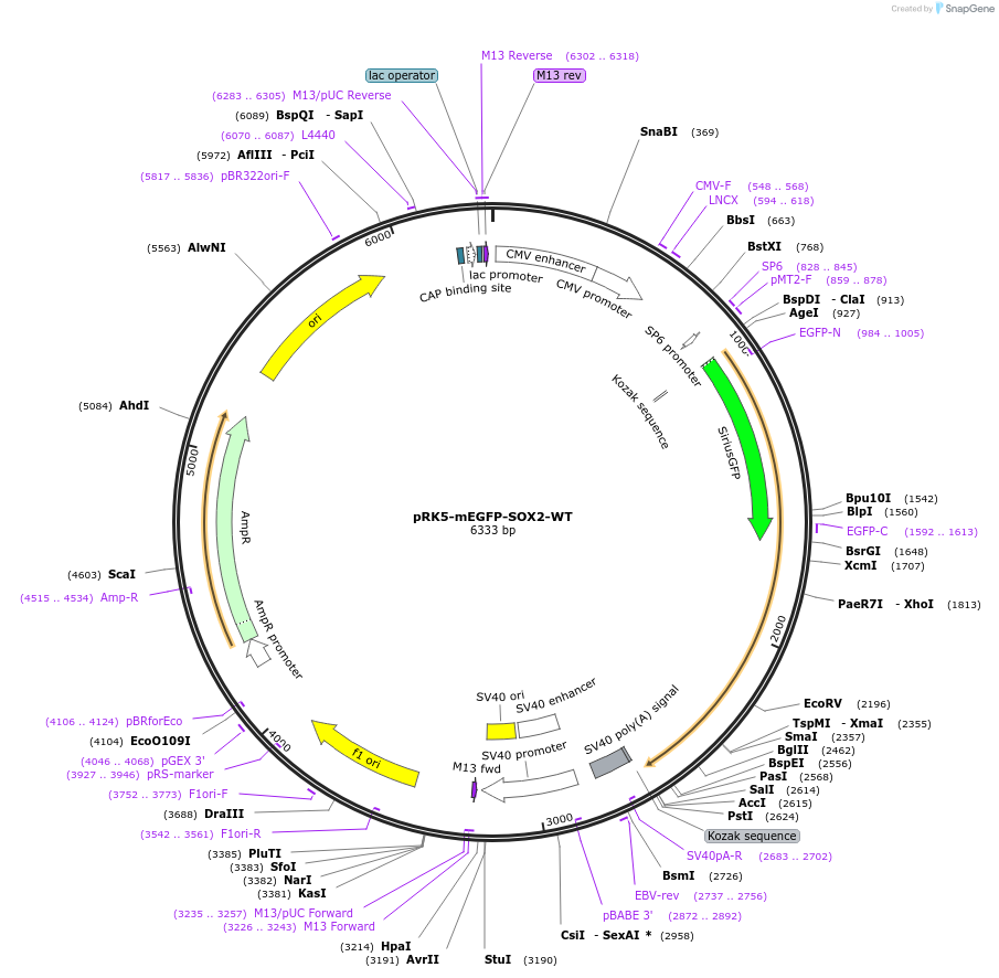 194580-plasmid-map-sequence-id-385257