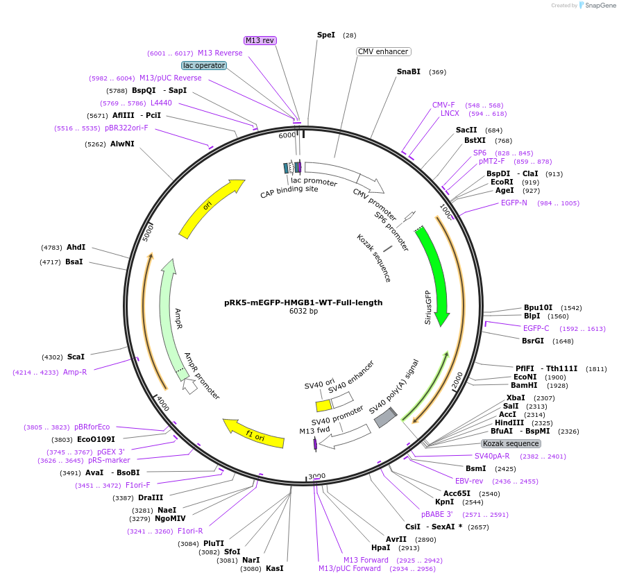 194548-plasmid-map-sequence-id-385259