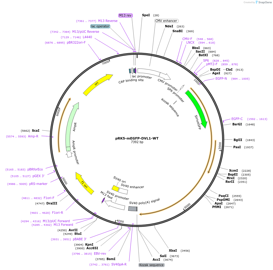 194586-plasmid-map-sequence-id-385260