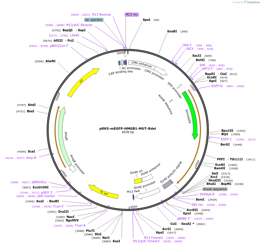 194556-plasmid-map-sequence-id-385262