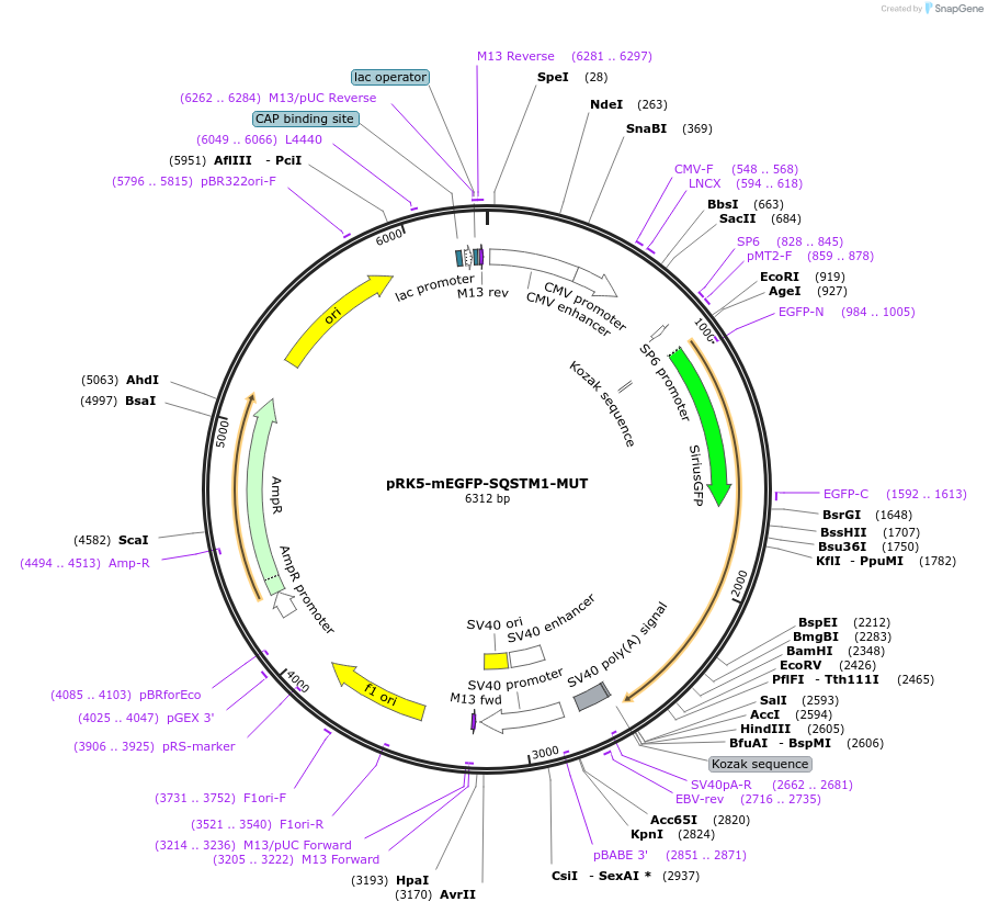 194583-plasmid-map-sequence-id-385265