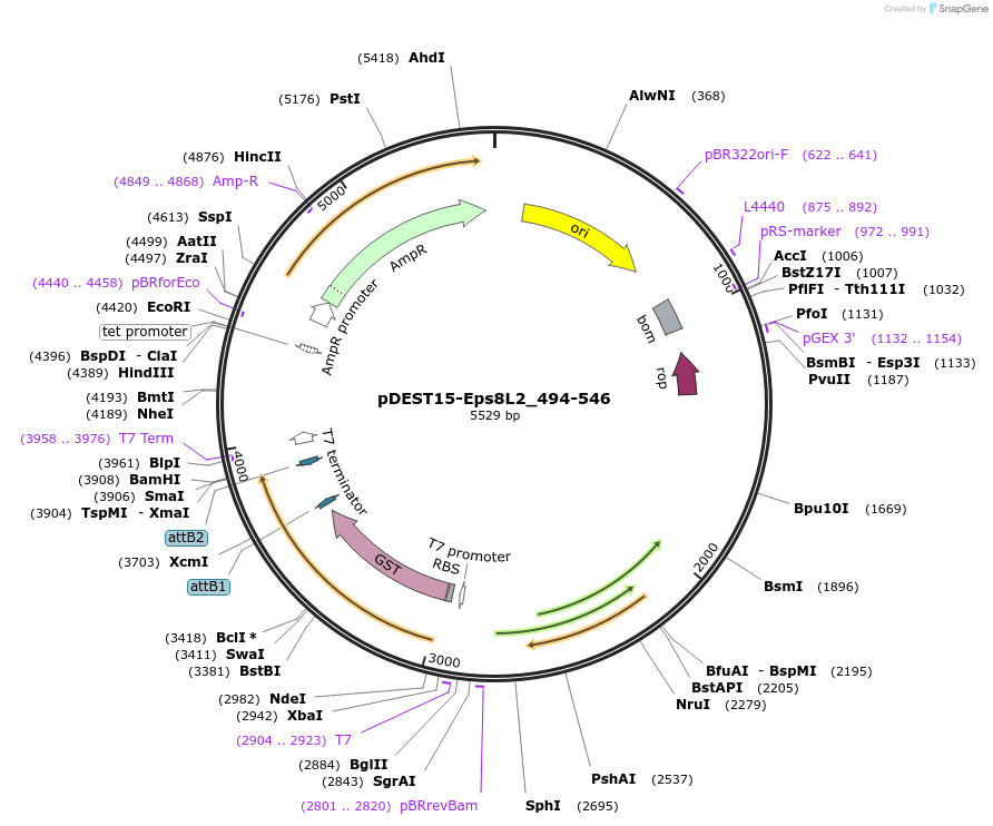196539-plasmid-map-sequence-id-385266