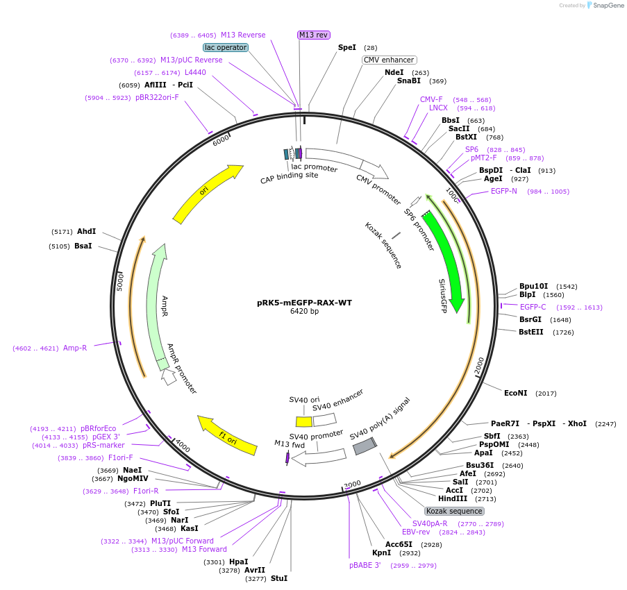 194572-plasmid-map-sequence-id-385267