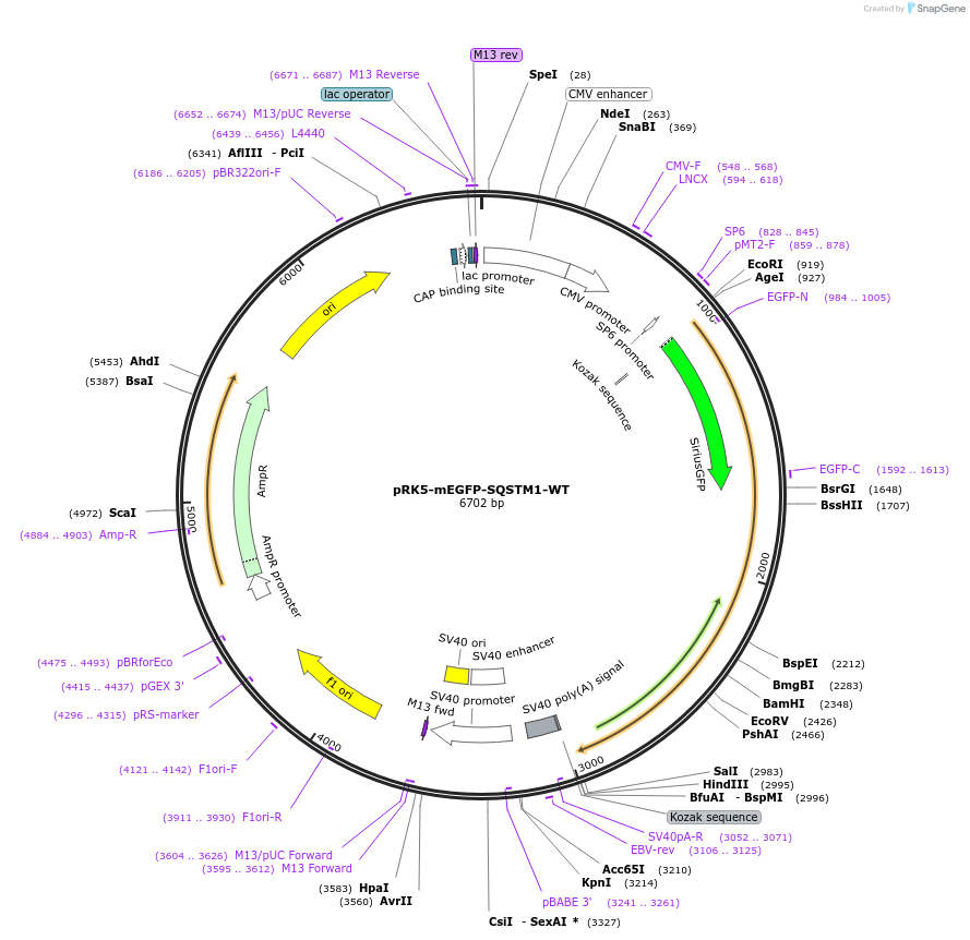 194582-plasmid-map-sequence-id-385269