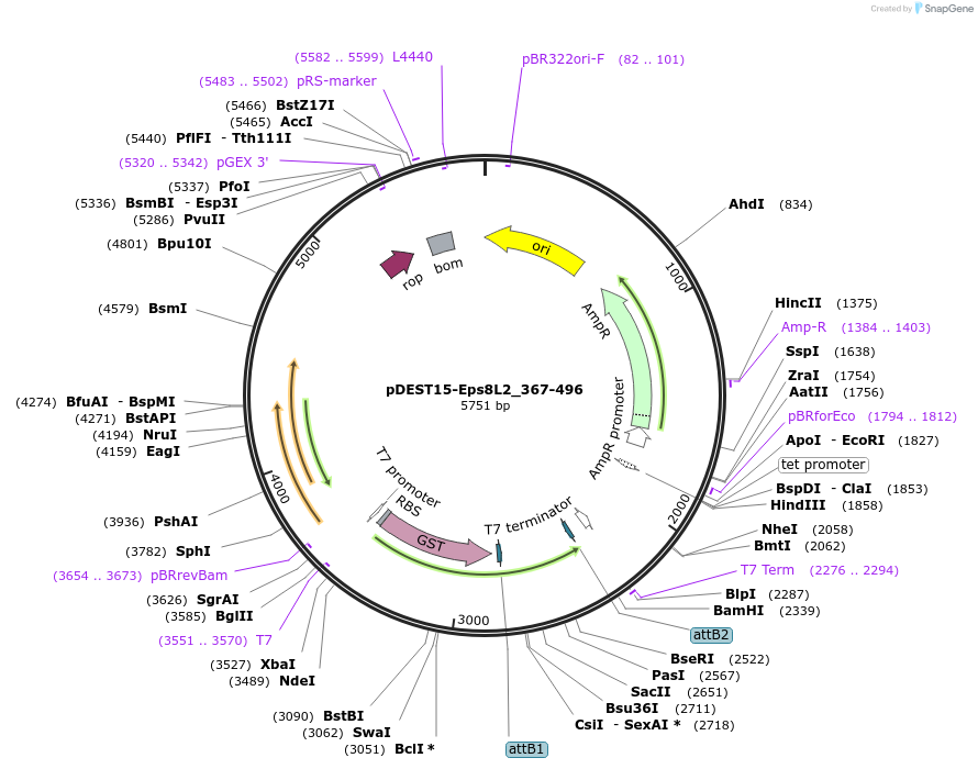 196538-plasmid-map-sequence-id-385270