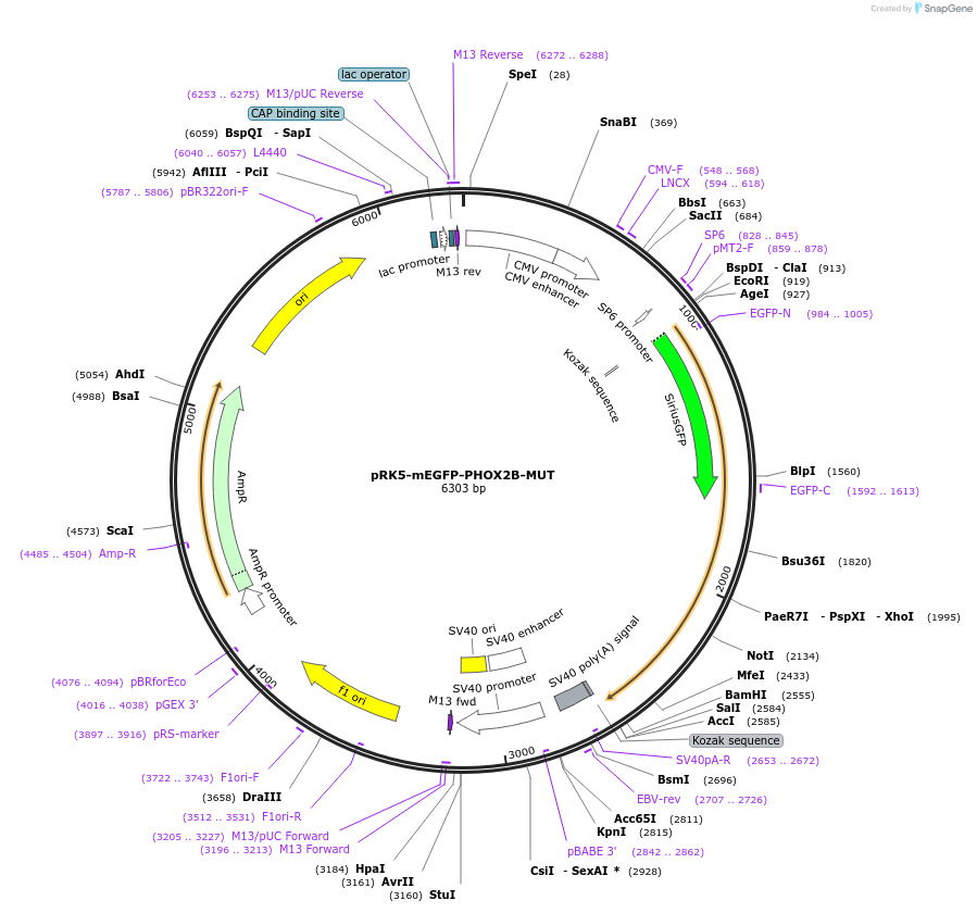 194577-plasmid-map-sequence-id-385271