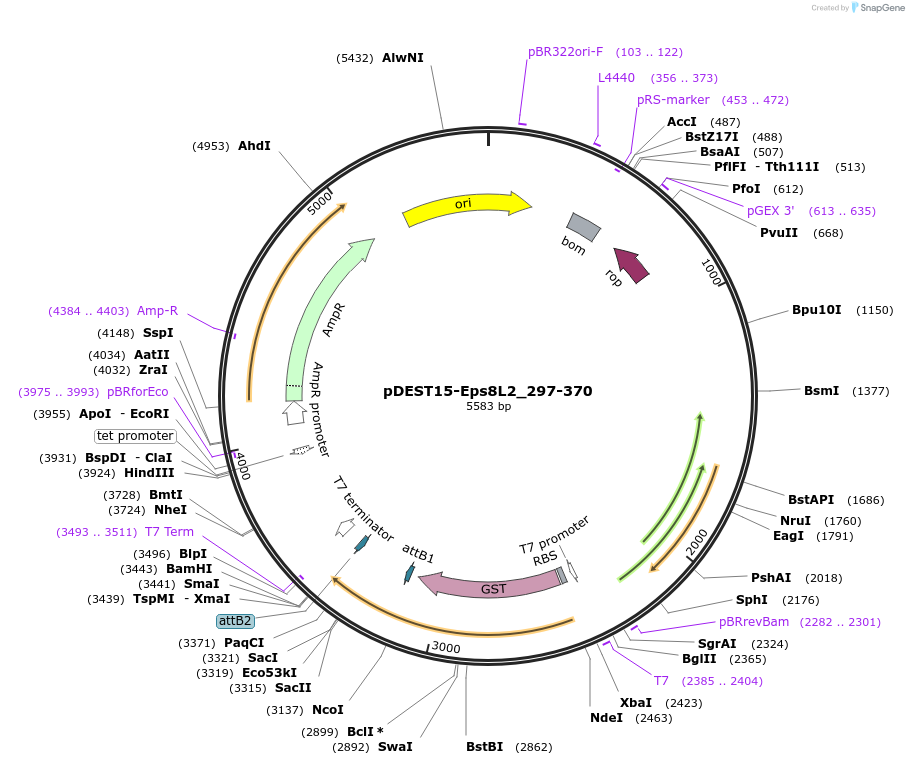 196537-plasmid-map-sequence-id-385272