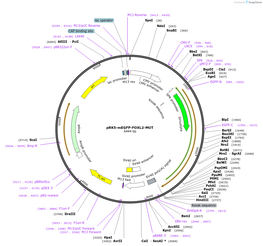 194585-plasmid-map-sequence-id-385274