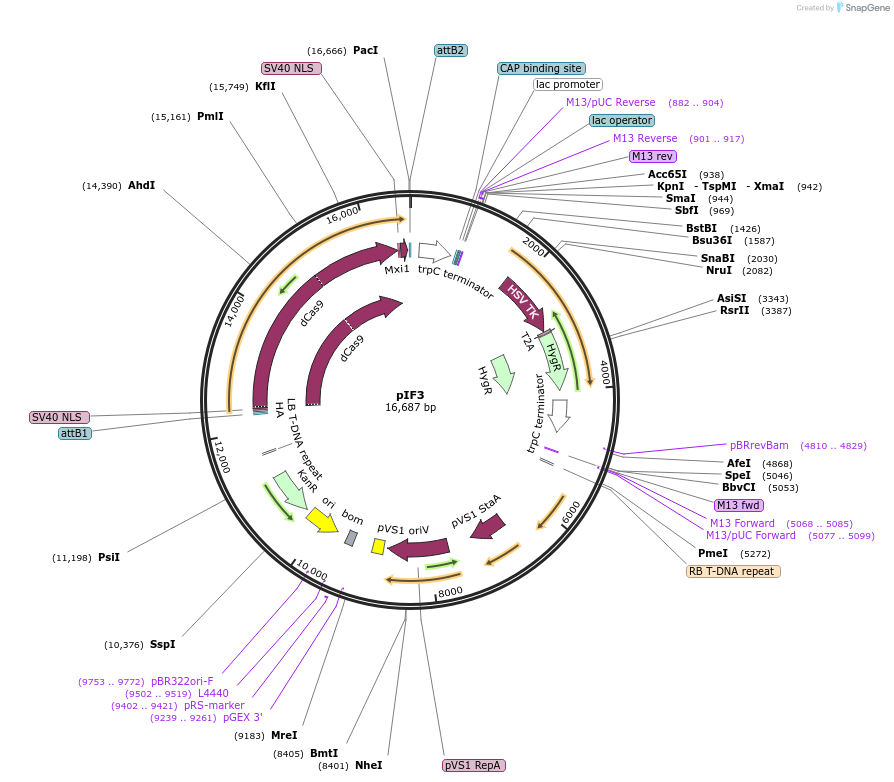 196068-plasmid-map-sequence-id-385304