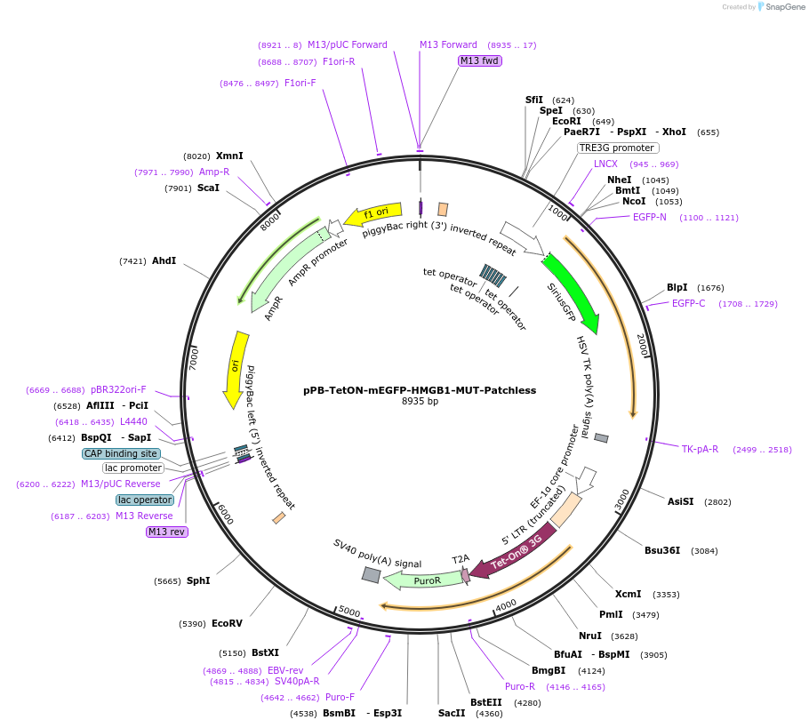 194563-plasmid-map-sequence-id-385325