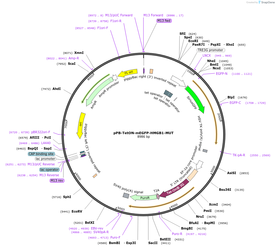 194562-plasmid-map-sequence-id-385326
