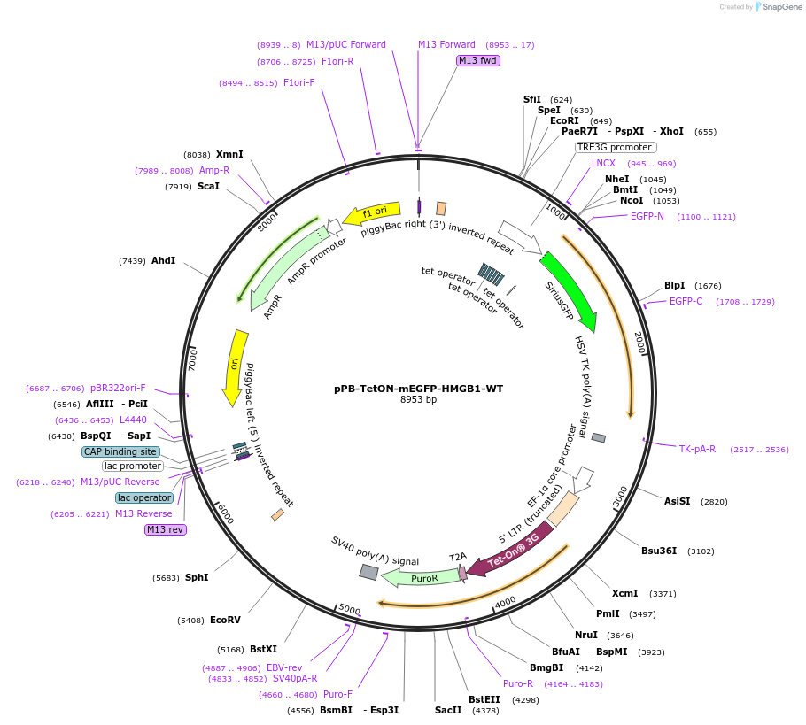 194561-plasmid-map-sequence-id-385328