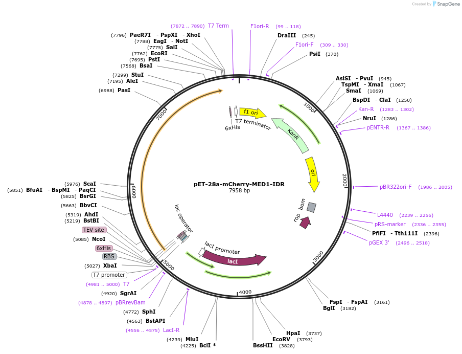 194545-plasmid-map-sequence-id-385329