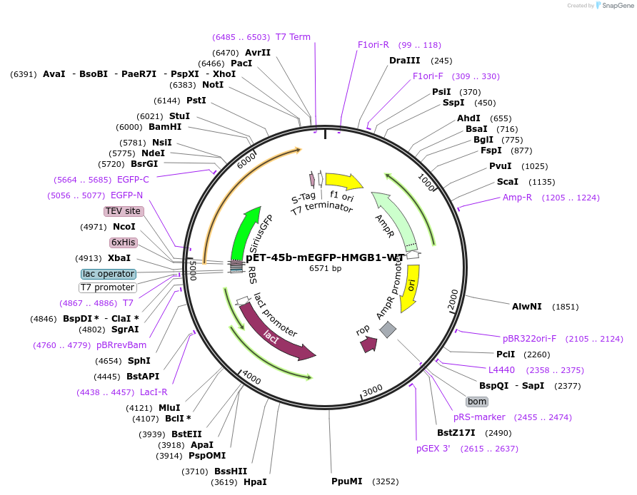 194543-plasmid-map-sequence-id-385331