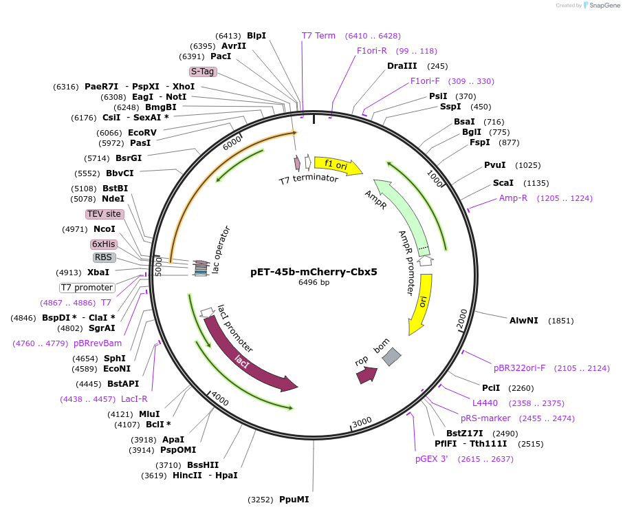 194547-plasmid-map-sequence-id-385332