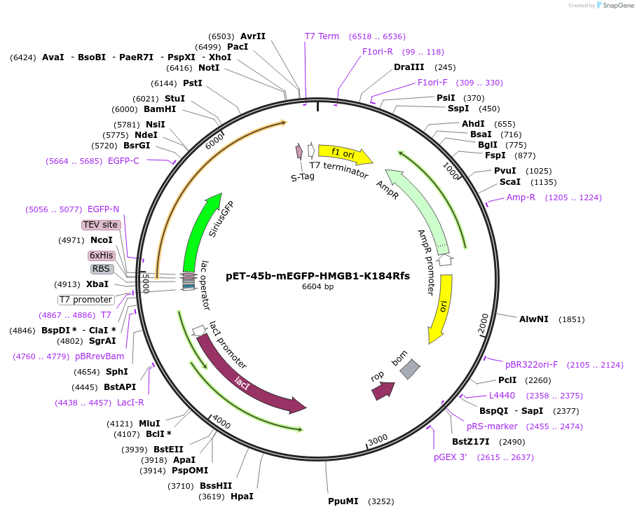 194544-plasmid-map-sequence-id-385333