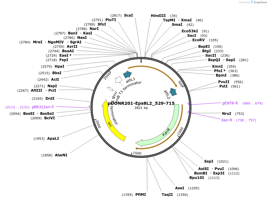 196533-plasmid-map-sequence-id-385353