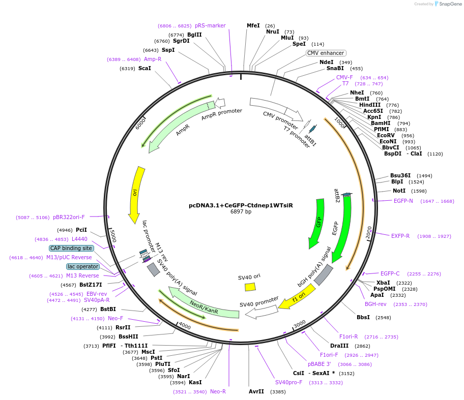 196517-plasmid-map-sequence-id-385550